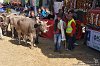 230 Fiera Zootecnica di Serina 2019